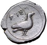 Tetradrachm - Motya